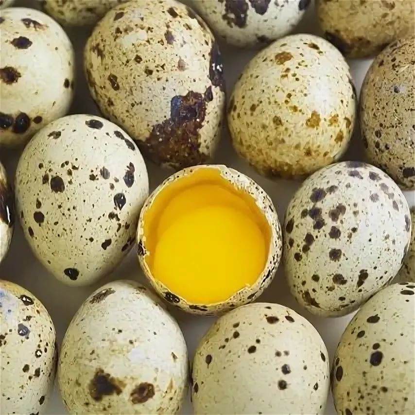 Сколько яиц несет перепелка и 3 других важных вопроса