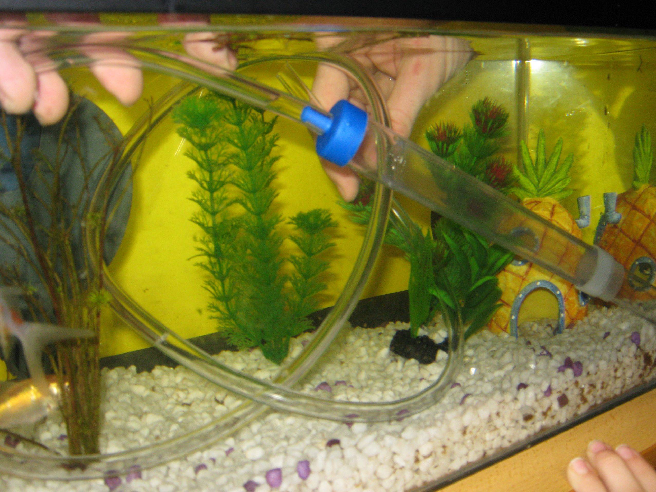 Как почистить аквариум для рыбок (с иллюстрациями)