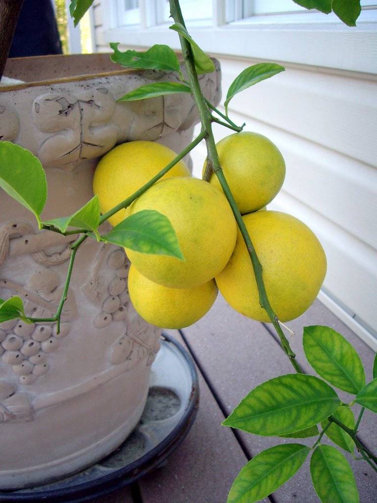 Лимон мейера: что это за растение, а также описание сорта и фото, все тонкости ухода в домашних условиях для начинающих, выращивание в открытом грунтедача эксперт