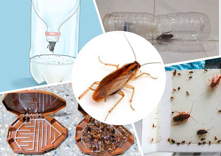 Ловушки для тараканов своими руками: из банки, электрические, клеевые и другие + фото и видео