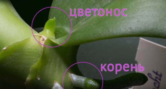 Как у орхидеи появляется цветонос: что для этого необходимо сделать, как долго он растет и что делать, если орхидея выпустила несколько цветочных стрелок, фото и видео от специалистов