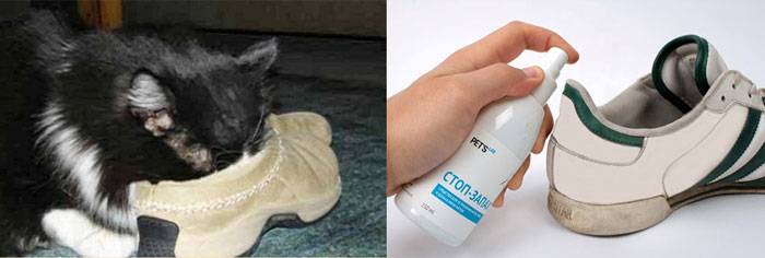 Как избавиться от запаха кошки в обуви – pet-mir.ru