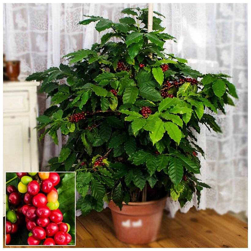 Кофейное дерево выращивание и уход в домашних условиях, сорта с фото и названиями, пересадка и размножение