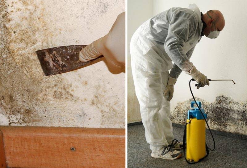 Плесень на стене в квартире: что делать, как избавиться и вывести грибок?