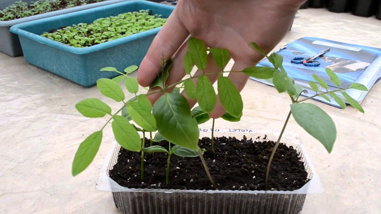 Вьюн кобея лазающая: посев кобеи на рассаду и особенности выращивания