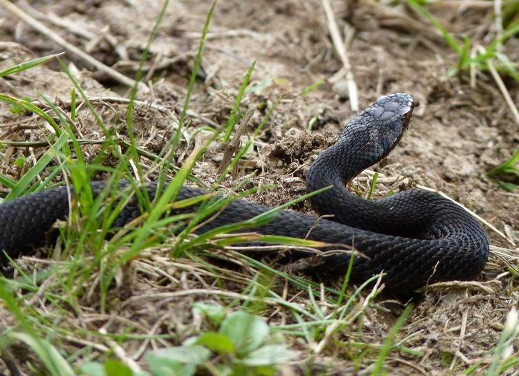 Что делать, если повстречал змею: как себя вести и как избежать укуса