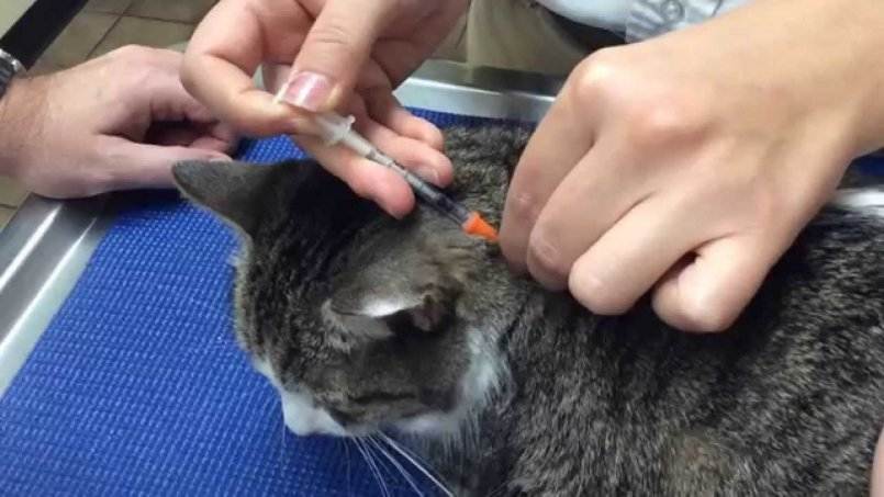 Как делать уколы кошке | блог ветклиники "беланта"