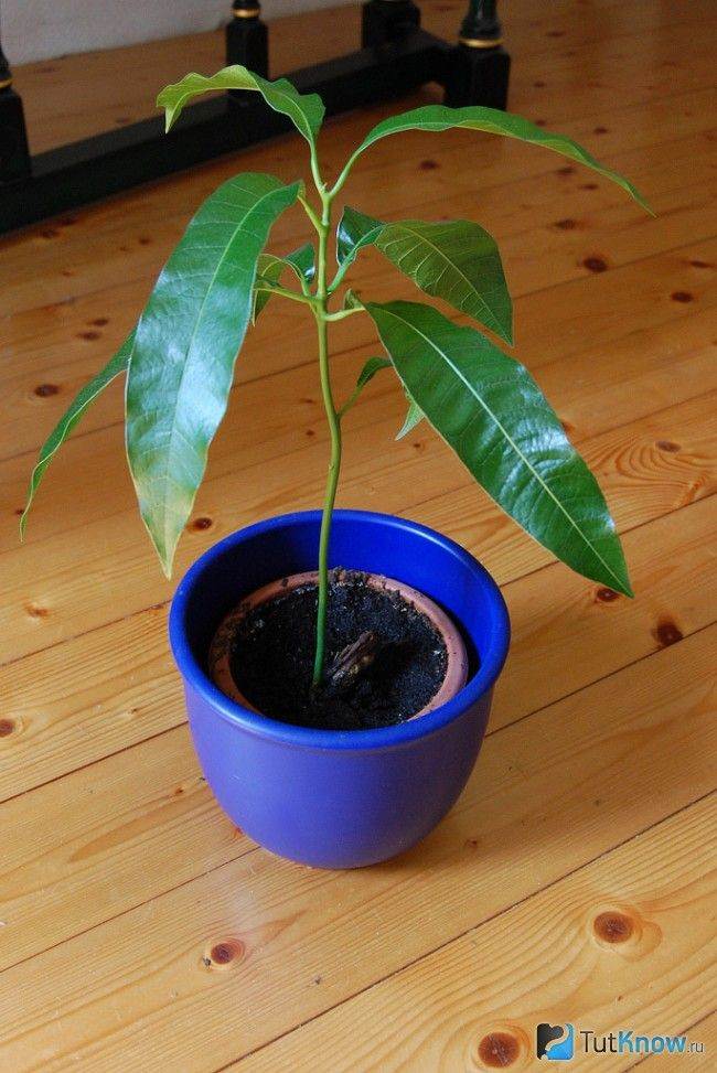 Как вырастить манго в домашних условиях из косточки: тонкости и этапы