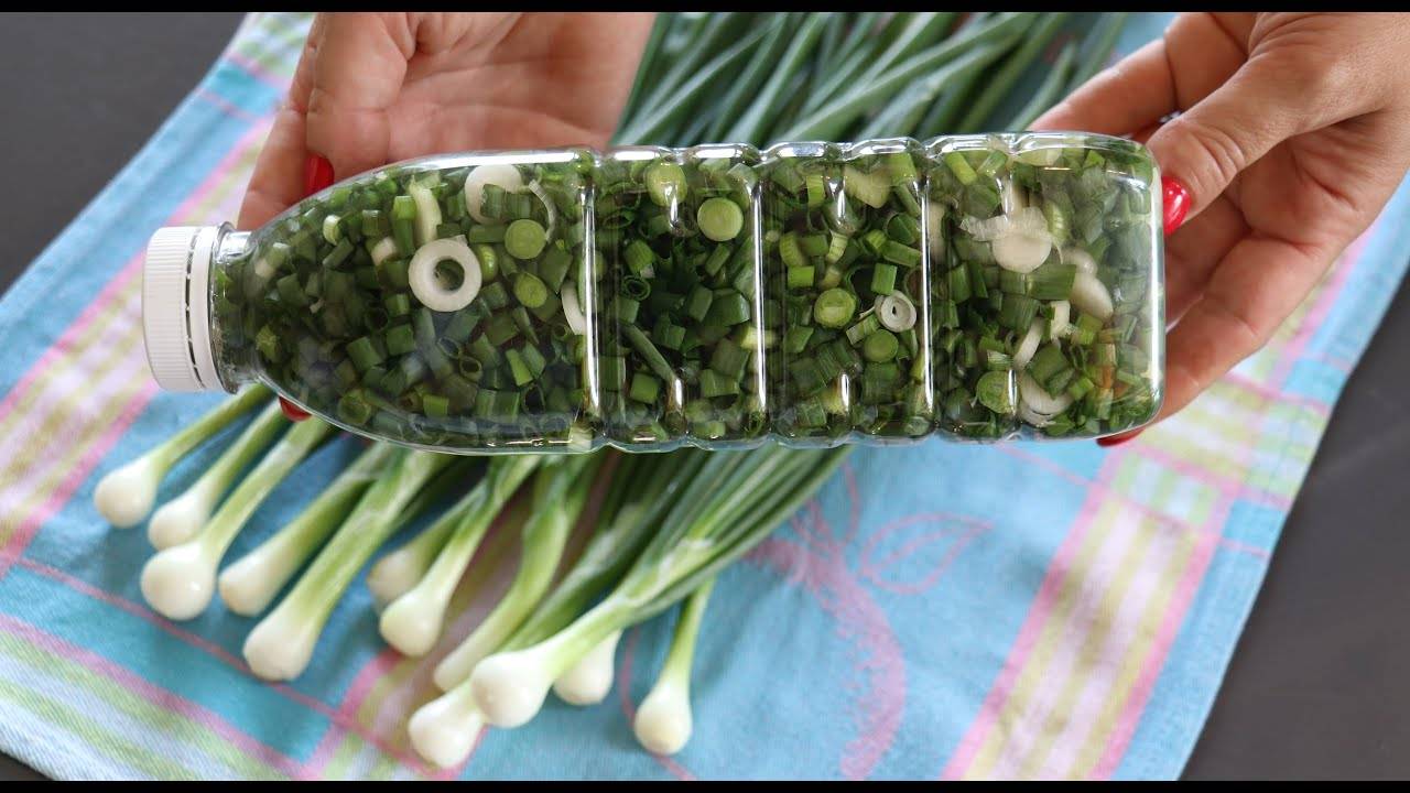 Лучшие способы, как сохранить зеленый лук на зиму в домашних условиях. как правильно хранить зеленый лук в свежем виде