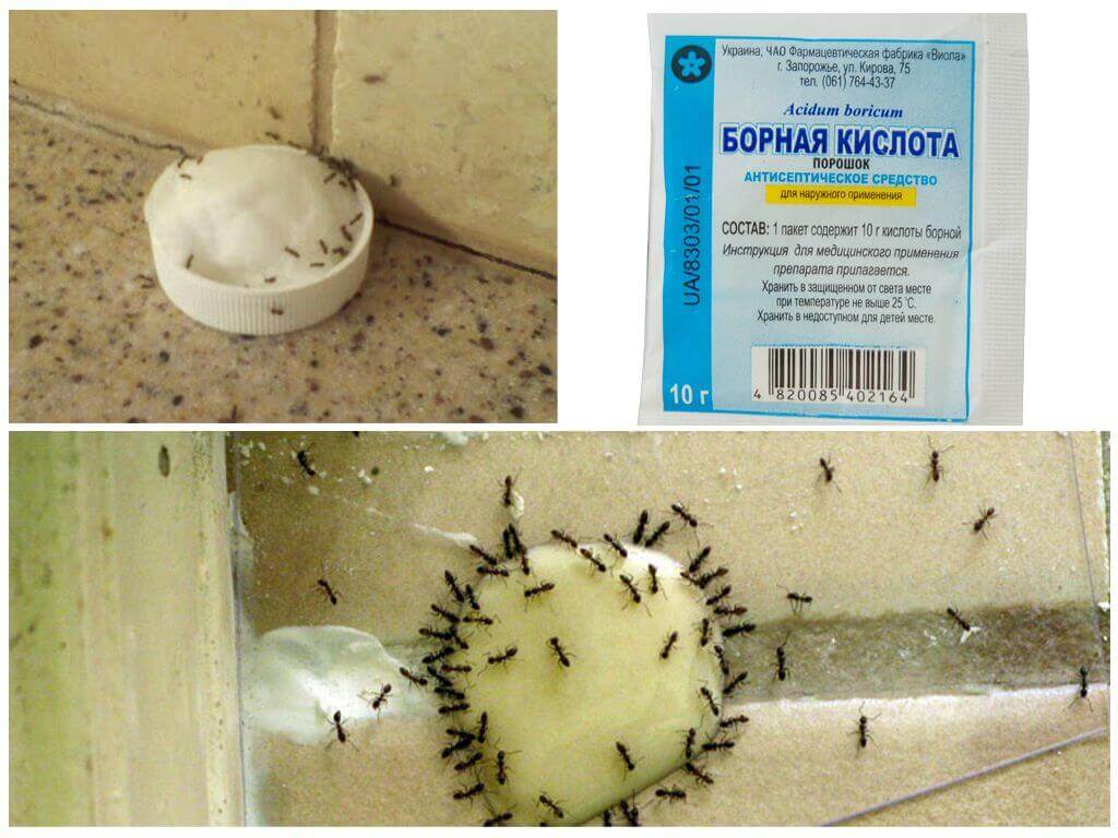Борная кислота от муравьев: рецепты, эффективные методы