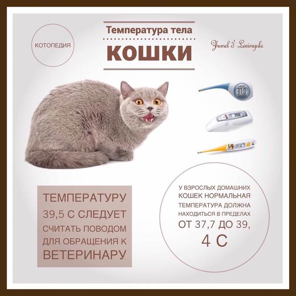 Температура тела кошки - норма и патология