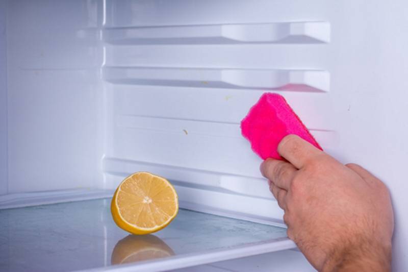 Почему появляется плесень в холодильнике и как от нее избавиться