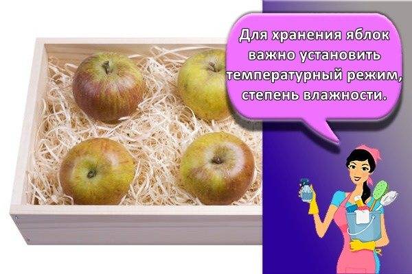 Как правильно хранить яблоки в домашних условиях