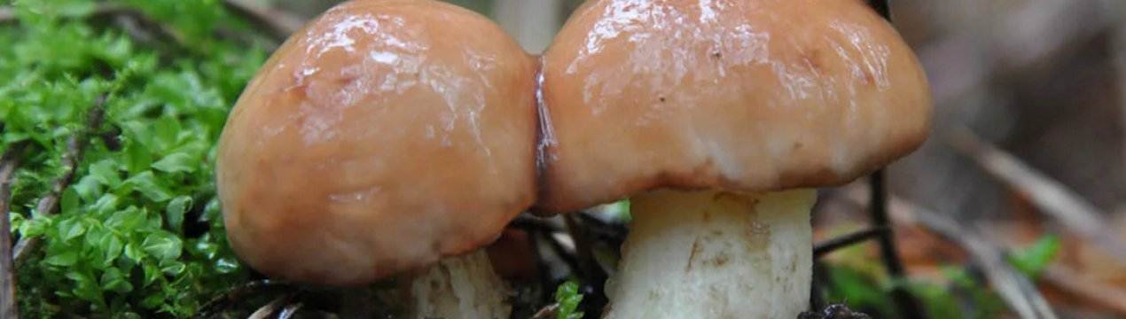 Сколько времени растут грибы маслята