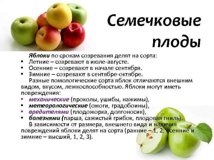 ✅ хорошие и вкусные зимние сорта яблок - сад62.рф