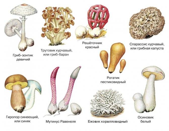 Как определить ядовитый гриб или нет: тест на выживание