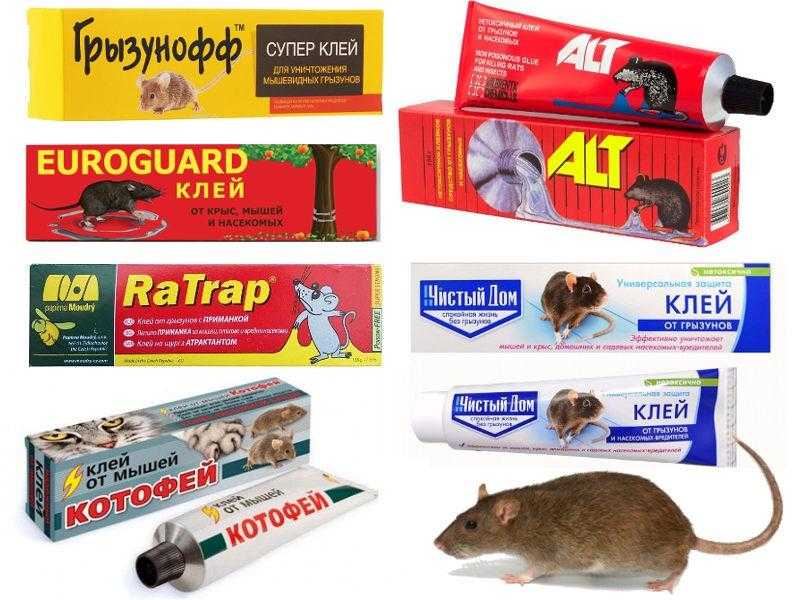 ТОП 5 средств, чем быстро отмыть клей для мышей и крыс в домашних условиях