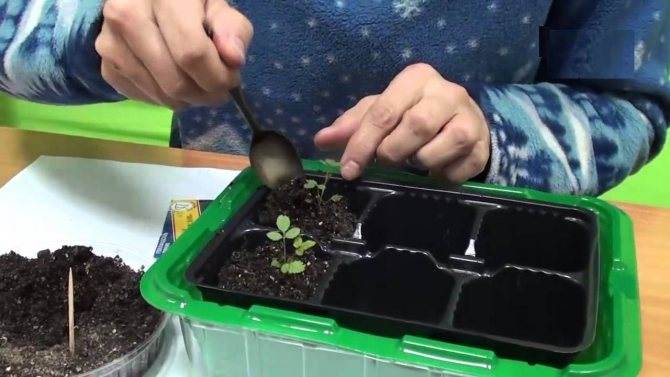 Вырастить розы: как посадить семена в домашних условиях и укоренить всходы в открытом грунте? дальнейший уход