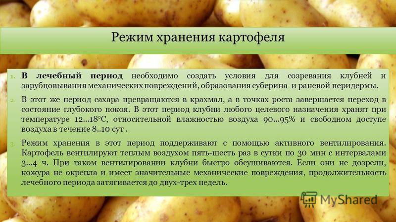 Технология возделывания картофеля: агротехника и хранение