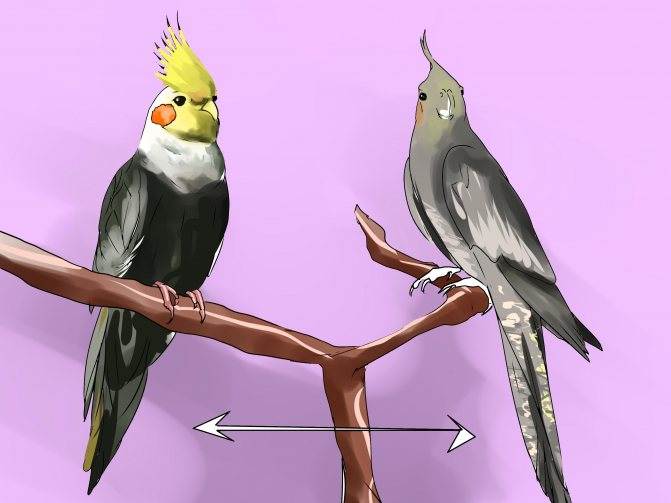 Как определить пол попугая корелла (как отличить самку от самца)