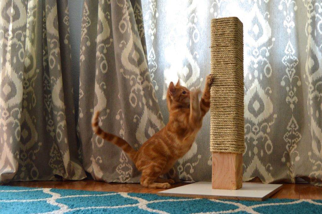 Как отучить кошку драть обои и мебель