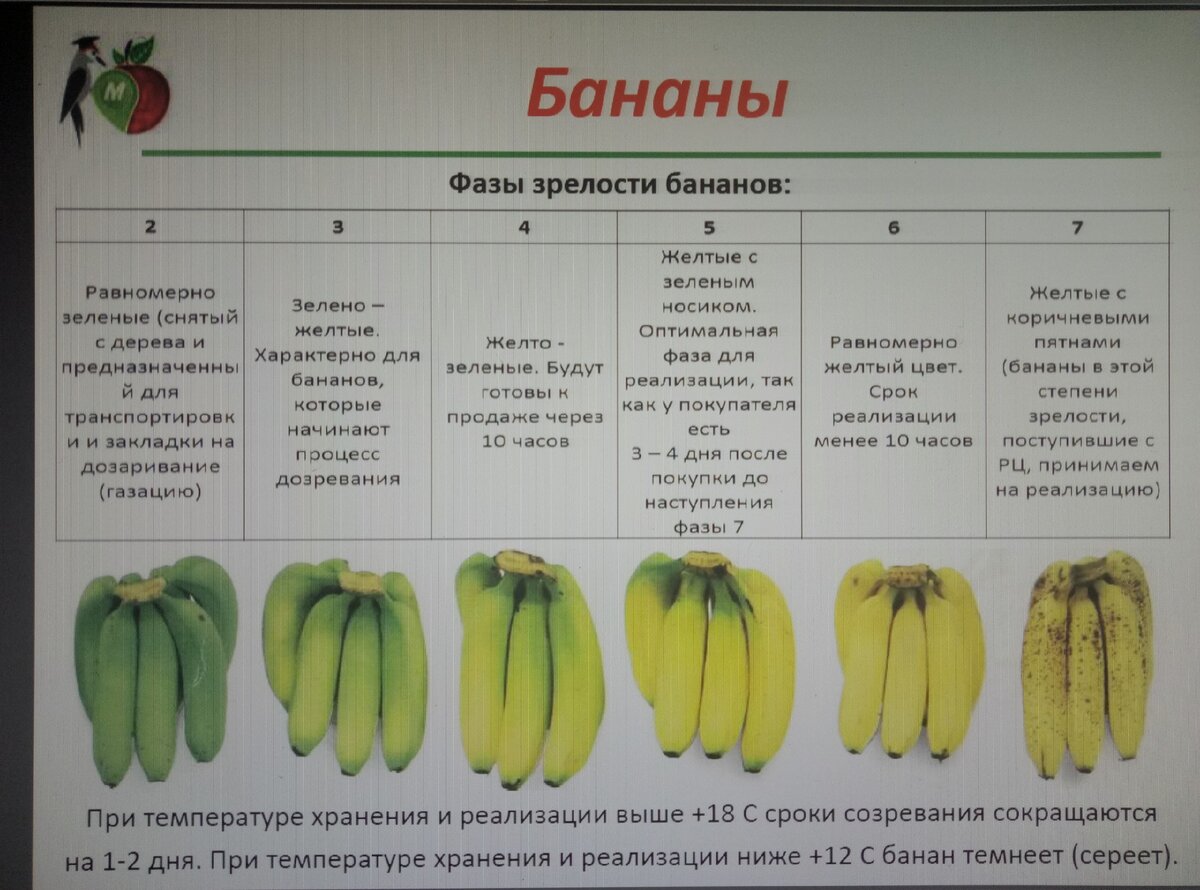 Сроки и оптимальные условия хранения бананов