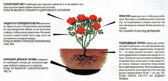 Роза парковая схема посадки