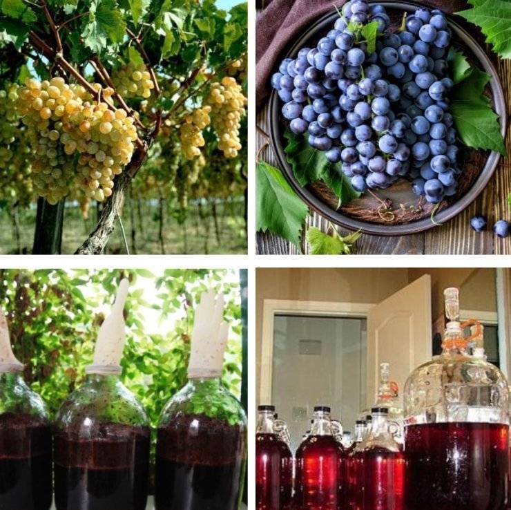 Простые рецепты домашнего вина из разных сортов винограда поэтапно