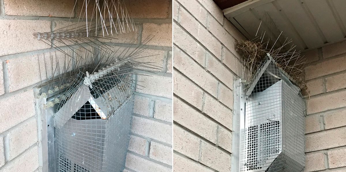 Как избавиться от голубей на крыше балкона