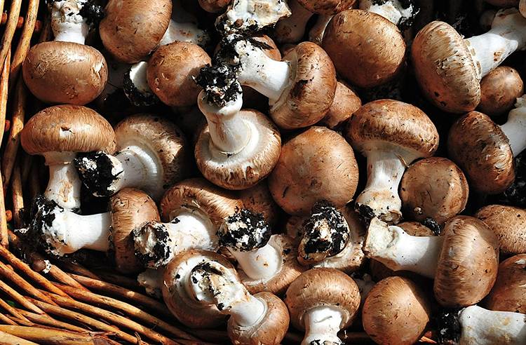 Хранение грибов шампиньонов свежих, жареных, маринованых
