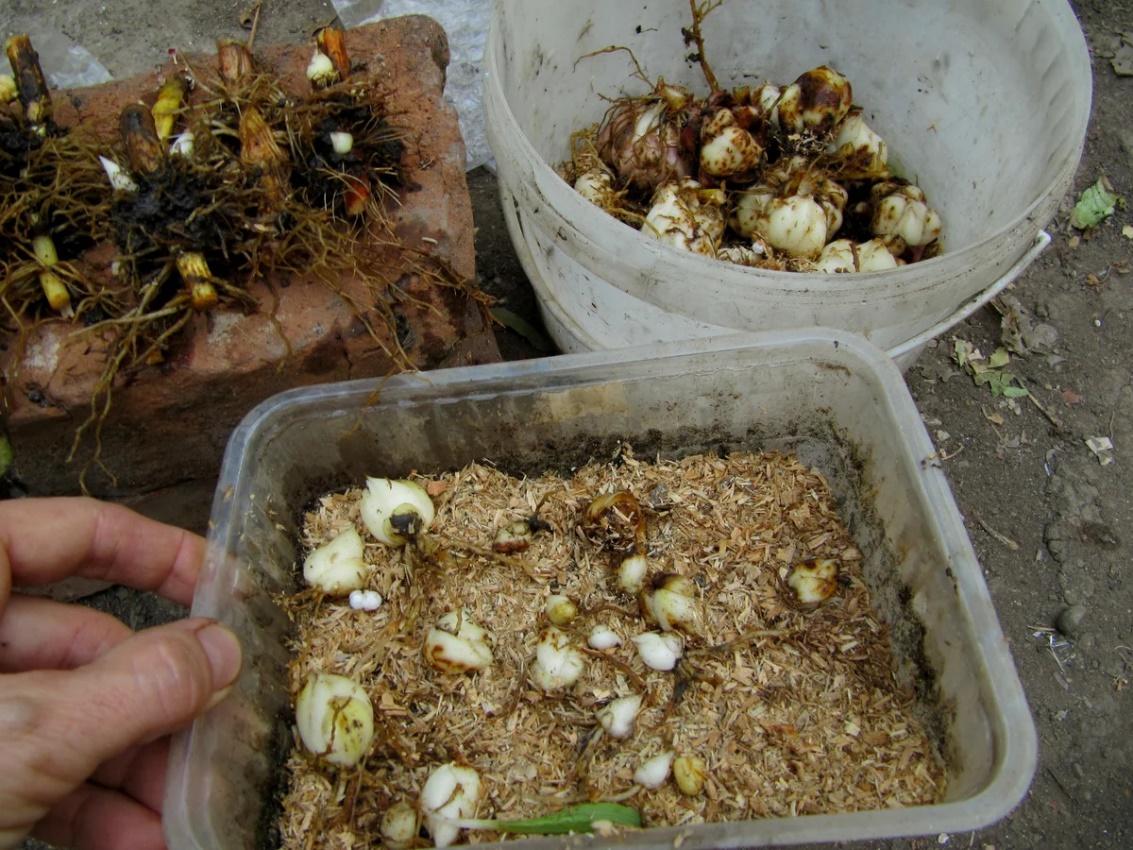 Луковицы гладиолусов: как хранить в домашних условиях зимой