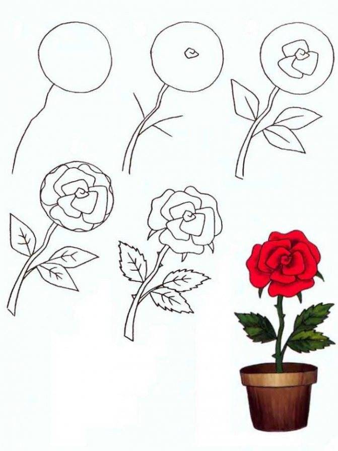 Как нарисовать цветы карандашом? :: syl.ru