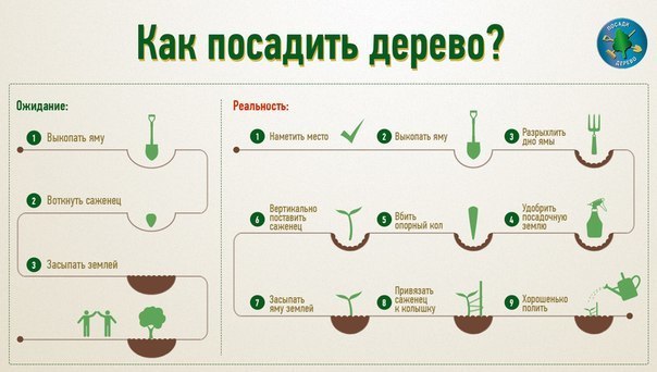 Как правильно посадить дерево