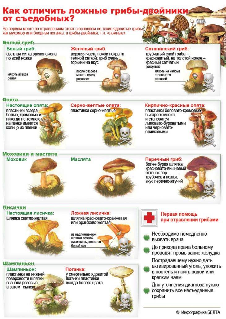 Как узнать съедобный гриб или нет: проверенные методы