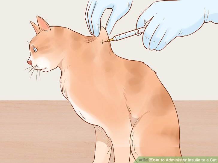 Как сделать укол коту внутримышечно: подготовка, алгоритм действий в домашних условиях, как избежать неприятных последствий