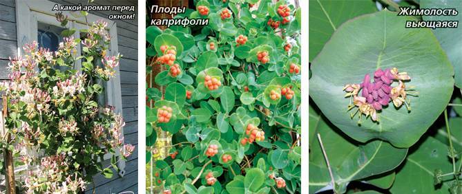 Жимолость каприфоль (ароматная лиана): посадка, уход, размножение черенками и семенами, фото