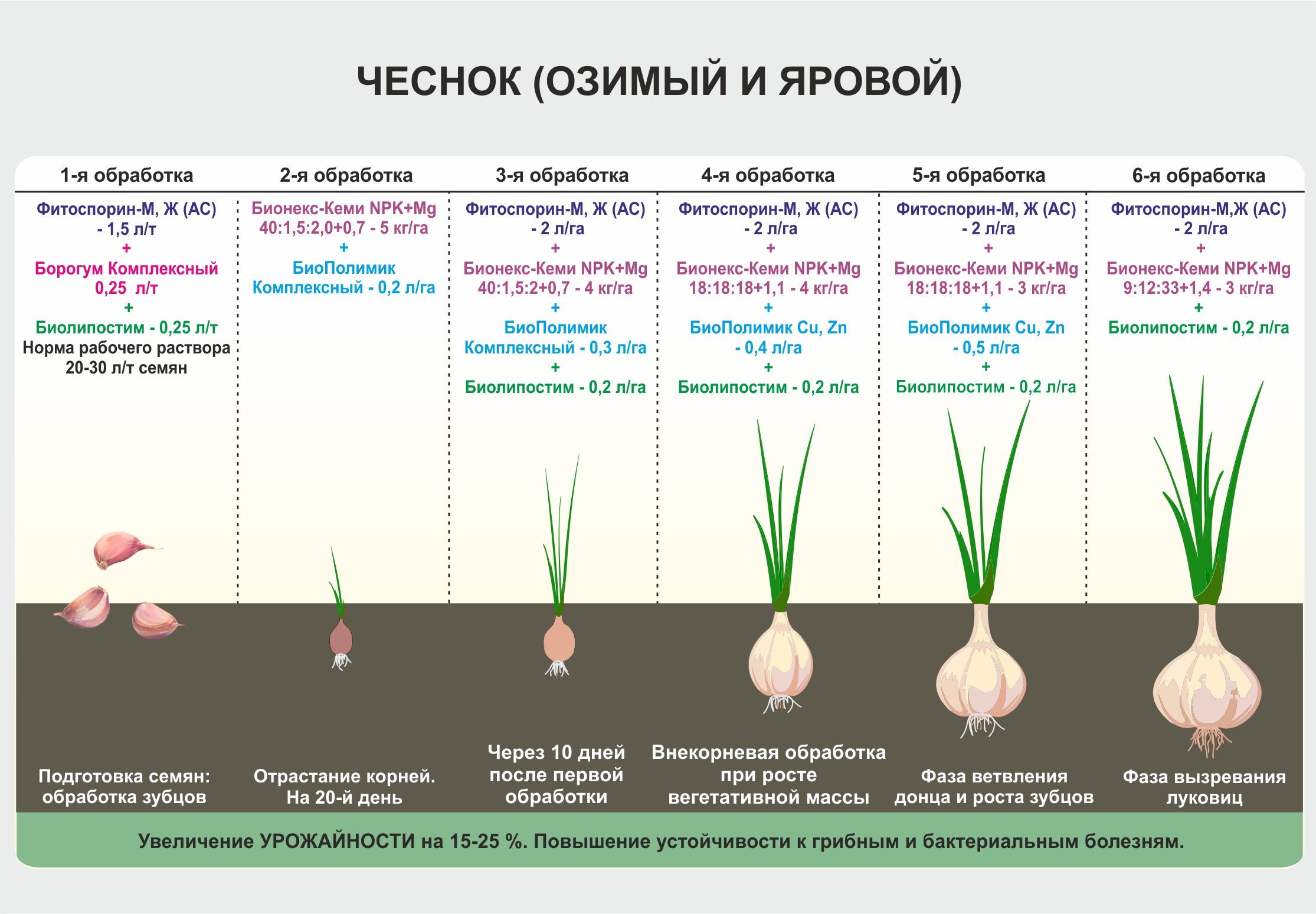 Схема посадки укропа в открытый грунт семенами весной