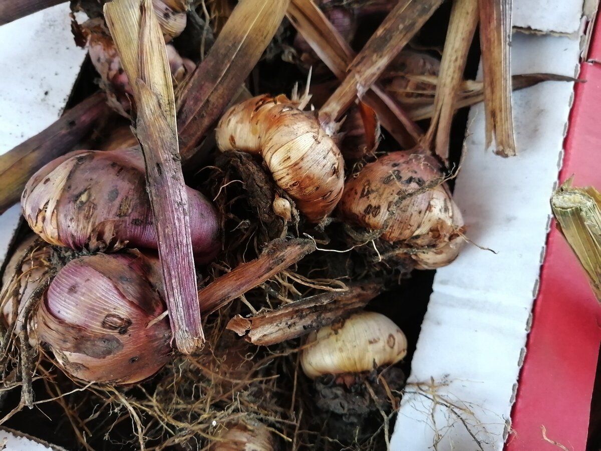 Гладиолусы: как хранить луковицы в домашних условиях зимой