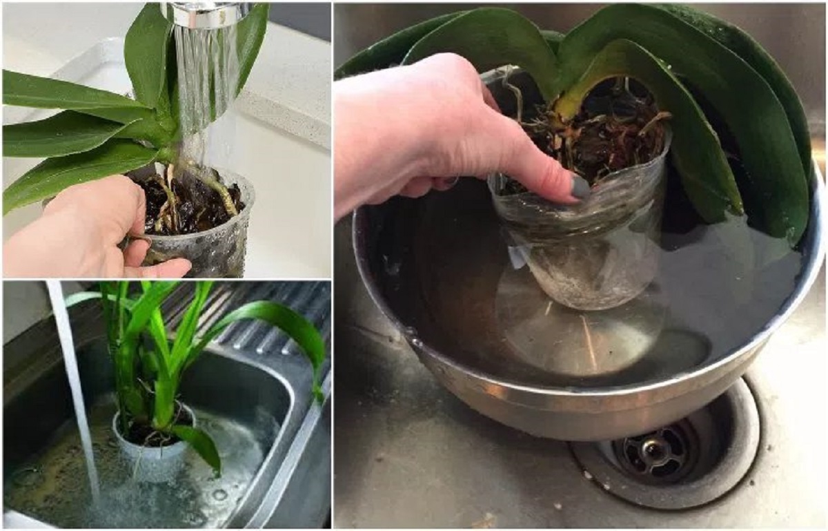 Как пересадить орхидею в домашних условиях в другой горшок пошагово с фото в готовый грунт