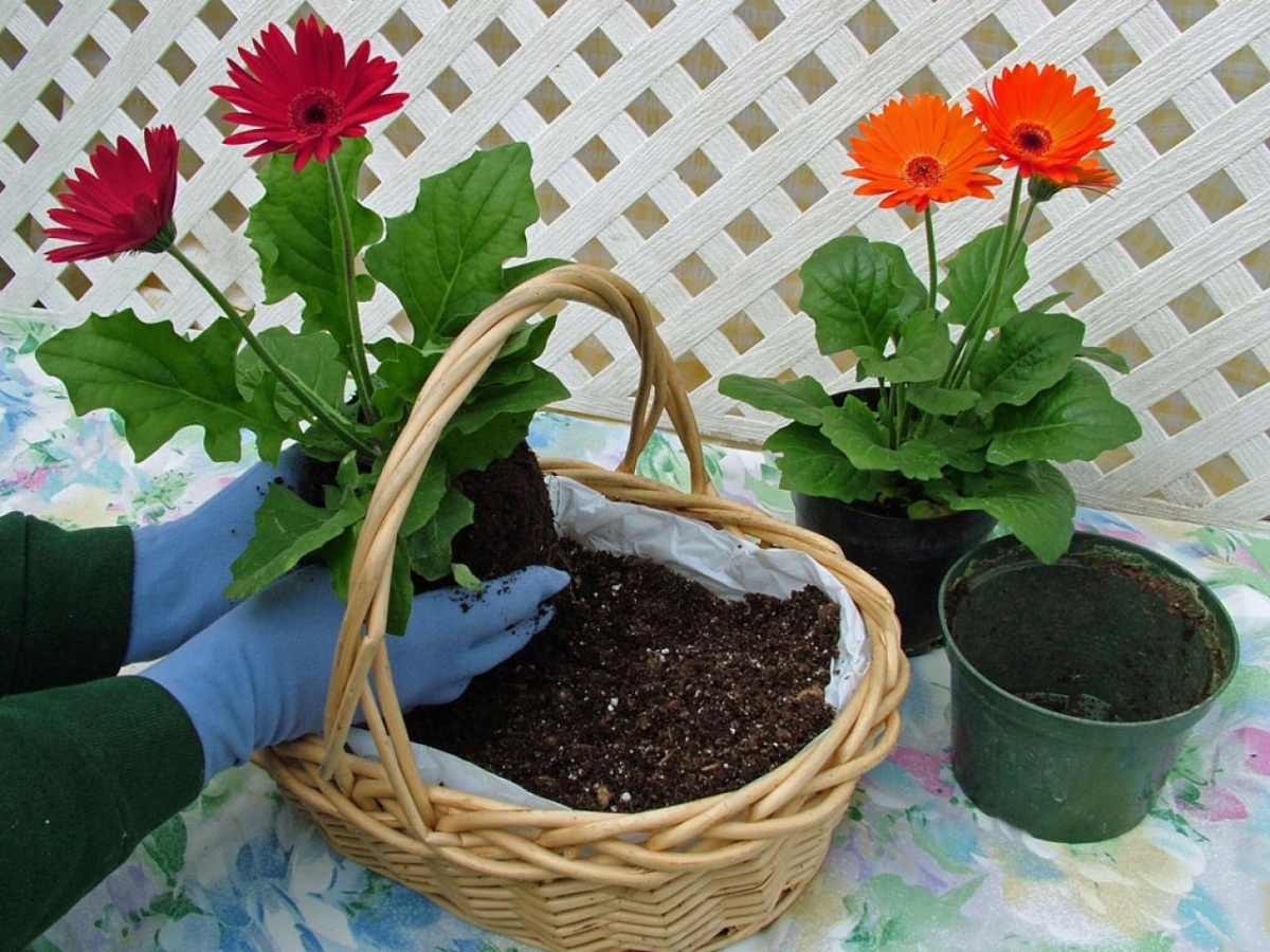 Теплолюбивое растение — гербера: как вырастить в домашних условиях и в открытом грунте?