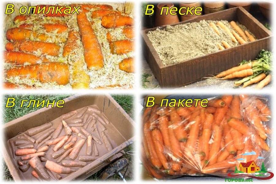 Как правильно сохранить морковь на зиму в домашних условиях