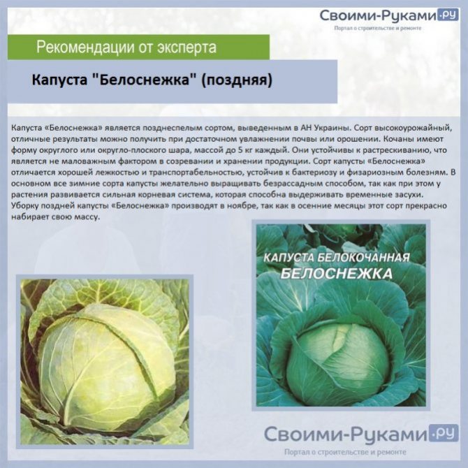 Лучшие сорта капусты с названиями описанием и их характеристикой