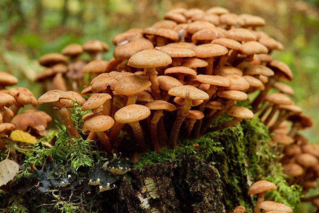 Когда после дождя появляются грибы. дневник грибника.скорость роста грибов.