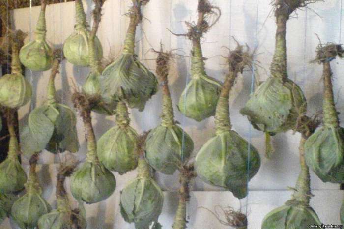 Как хранить зимой капусту кольраби?