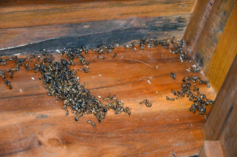 Мелкие муравьи в доме как избавиться. Муравьи древоточцы гнездо. Фараоновые муравьи Муравейник. Насекомые в деревянном доме. Гнездо домашних муравьев.