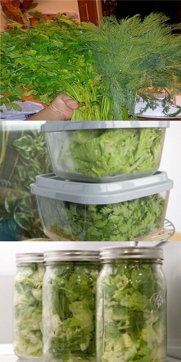 Как хранить зелень в домашних условиях (в холодильнике, морозилке...)