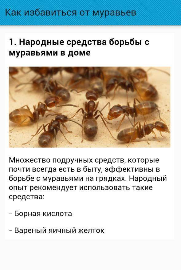 Меры борьбы или как избавиться от рыжих муравьев в квартире