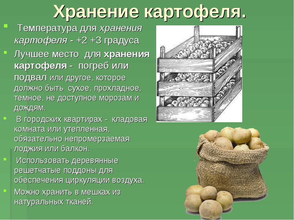 Хранение картофеля: срок, температура, условия, способы
