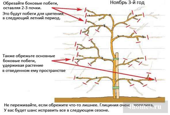 Актинидия: посадка и уход в подмосковье, выращивание киви на даче в открытом грунте