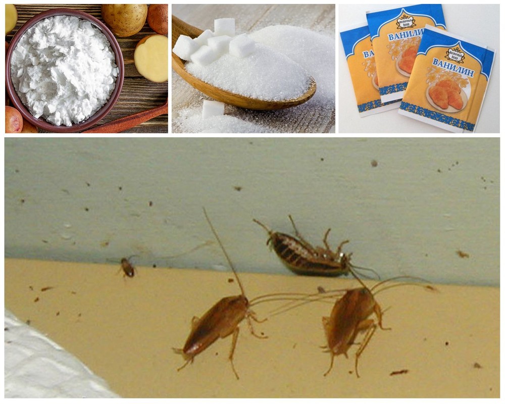Как избавиться от тараканов в квартире: чем травить, советы